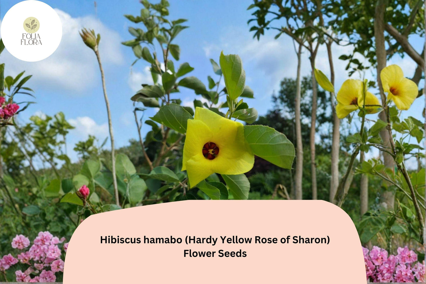 Hardy Yellow Rose of Sharon Seeds – 10 Hibiscus hamabo | Yellow Hardy Hibiscus