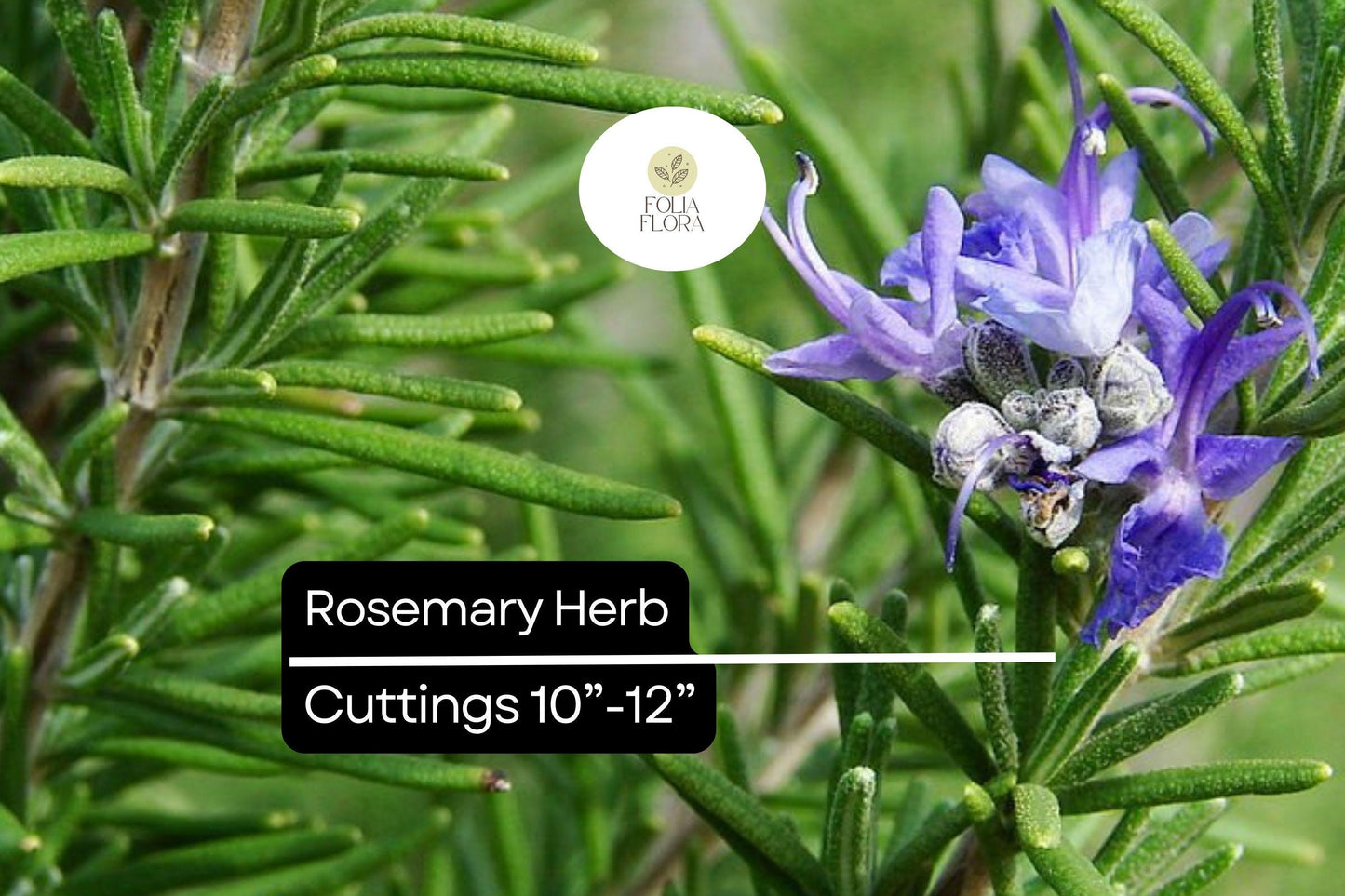 Organic Rosemary Herb Plants (Rosmarinus officinalis) | Live Dipped Cuttings 10”-12”