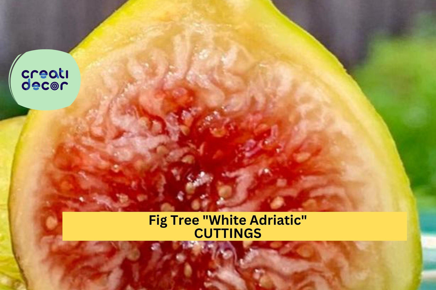 3 White Adriatic Fig Cuttings | Heirloom Ficus Carica Variety | Unrooted Wood for Grafting or Rooting | FREE US Shipping