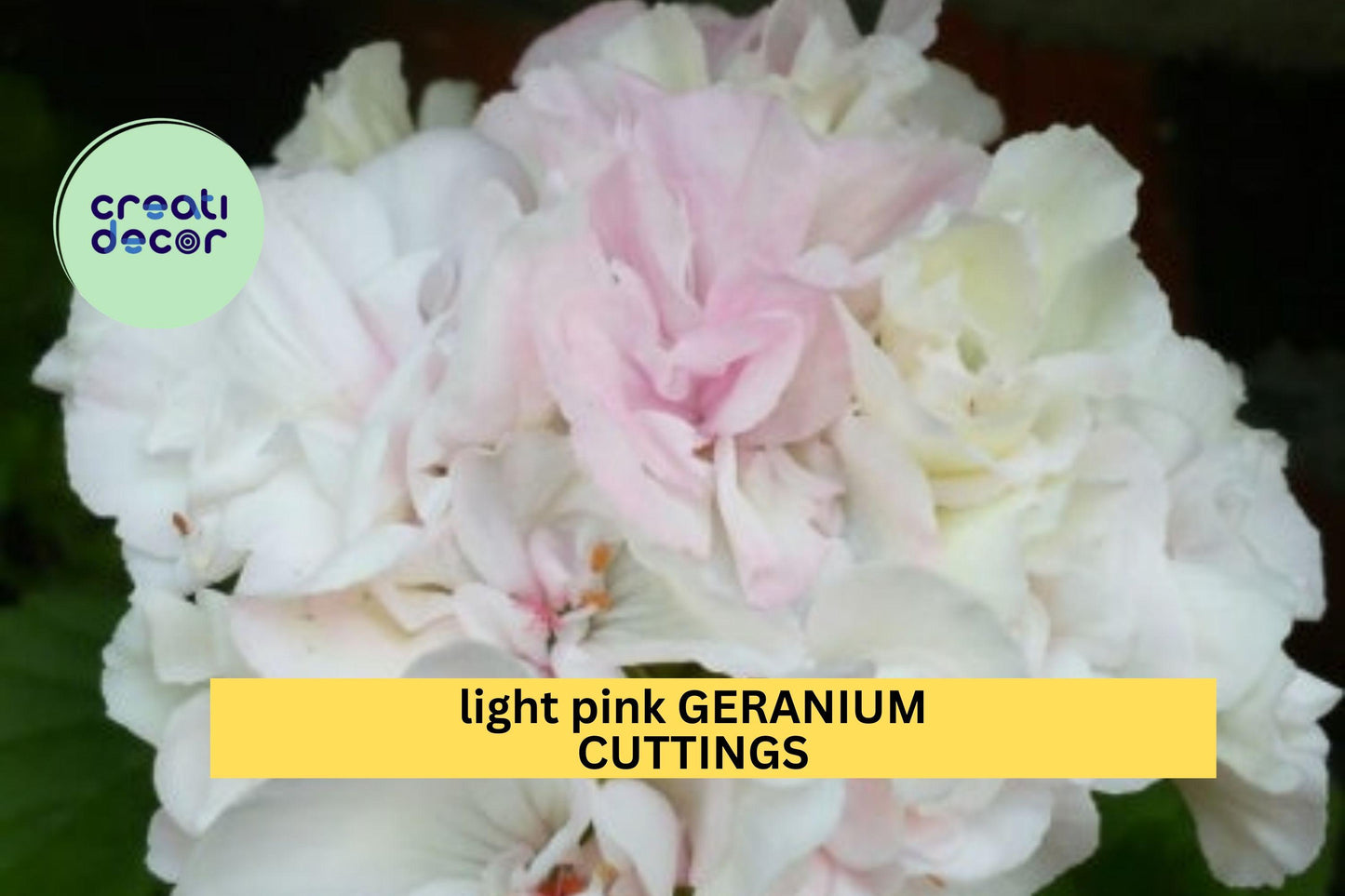 3 White-Pink Geranium Cuttings – 6" Starter Stems | Fresh Pelargonium Cuttings for Planting | Soft Pastel Flowering Garden Plant