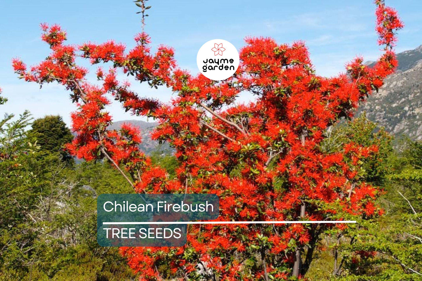 10 Chilean Firebush Tree Seeds (Embothrium coccineum) – Rare Scarlet Flame Red Tubular Flower, Hummingbird Magnet, Ornamental