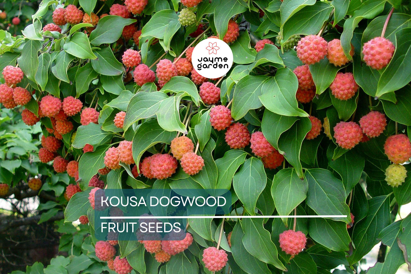 5 Kousa Dogwood Tree Seeds (Cornus kousa) – Milky Way, White Flowers, Red Fruit, Hardy 15-30ft