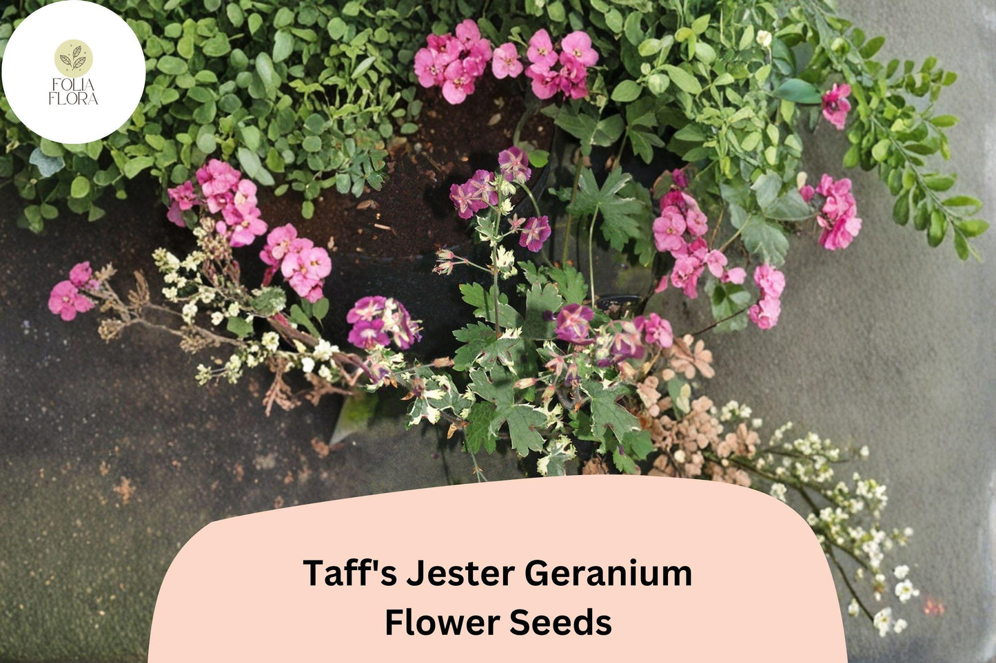 25+ Taff’s Jester Geranium Seeds | Hardy Perennial Cranesbill | Purple Blooms for Garden Borders and Containers