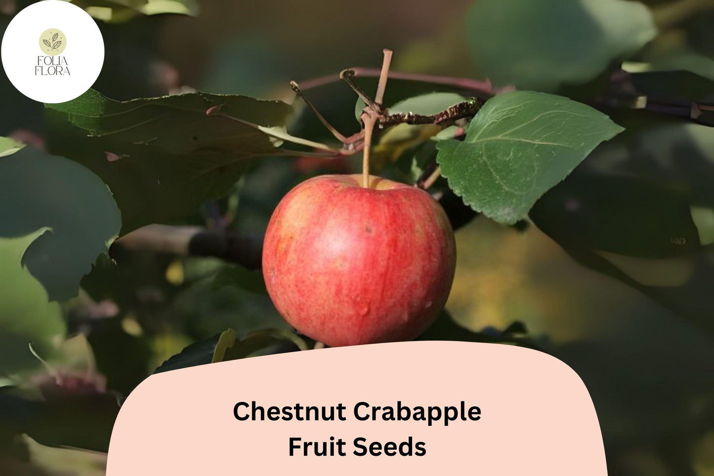 25+ Chestnut Crab Crabapple Seeds | Malus ‘Chestnut Crab’ Ornamental Tree | Pink Blossoms & Red Fall Fruit | Garden Planting