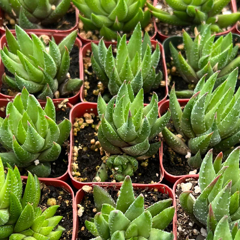 Haworthia rubrobrunnea Live Succulent β Rooted in 2'' Planter | Easy-Care Indoor Plant | Unique Gardening Gift