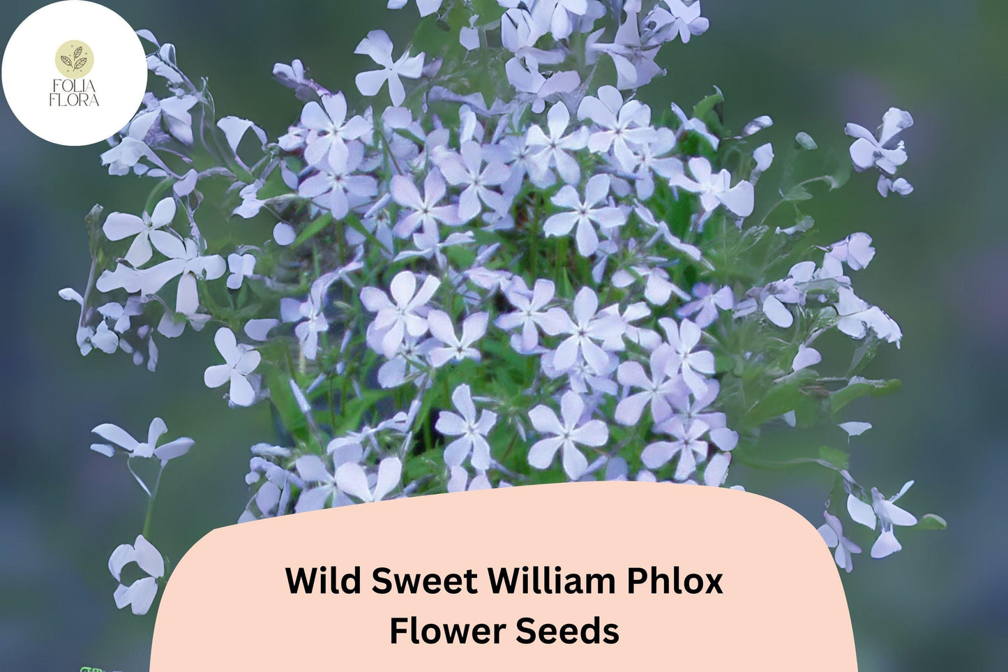 100+ Wild Sweet William Phlox Seeds – Perennial Garden Flower Seeds, Phlox maculata