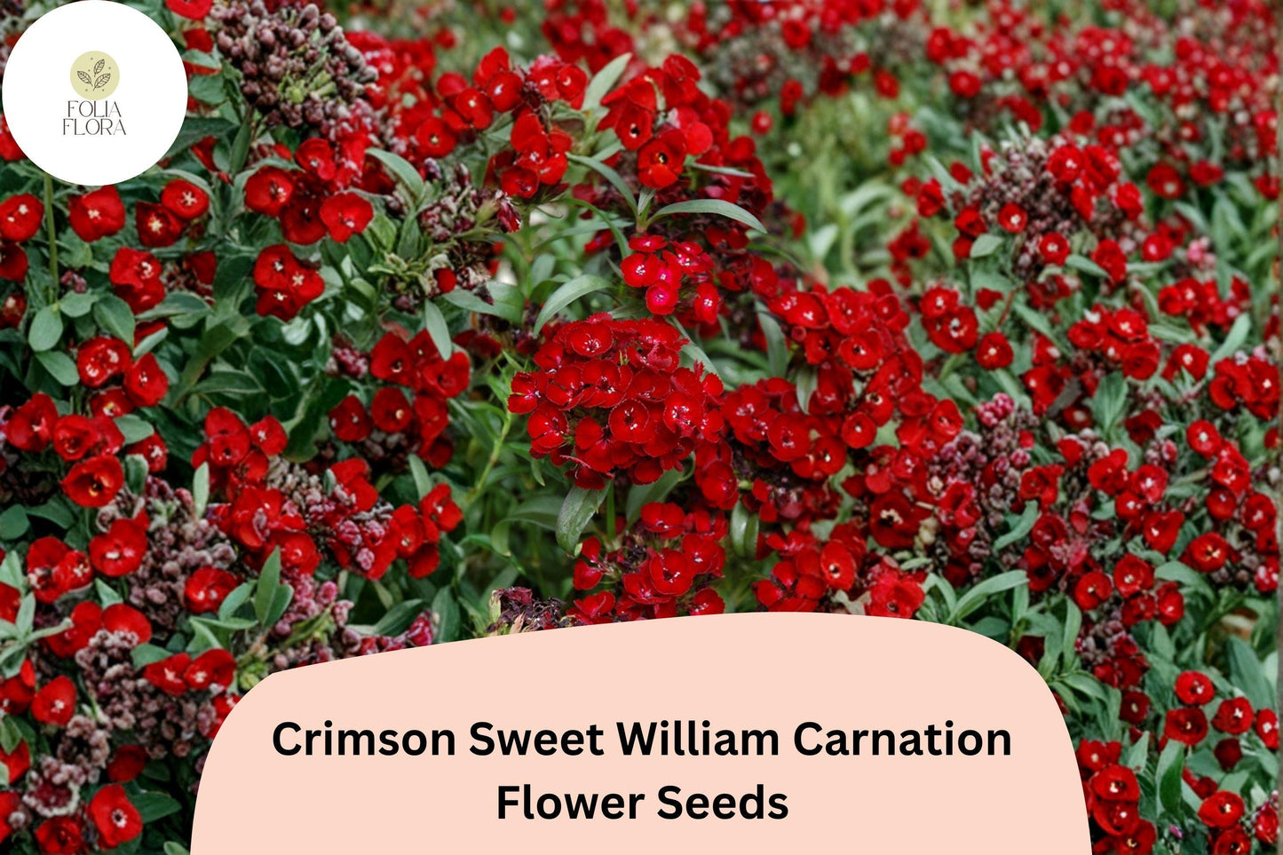 200+ Crimson Sweet William Carnation Seeds | Dianthus barbatus | Deep Red Blooms for Borders & Garden Beauty