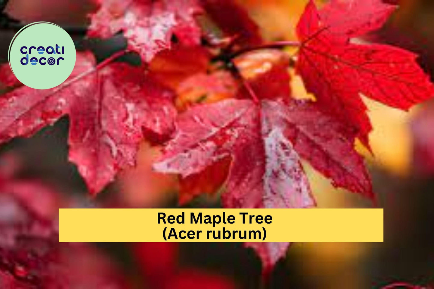 Red Maple Tree (Acer rubrum) – 1–3 ft Tall Bare Root Seedling – Fast-Growing Shade Tree with Brilliant Fall Color