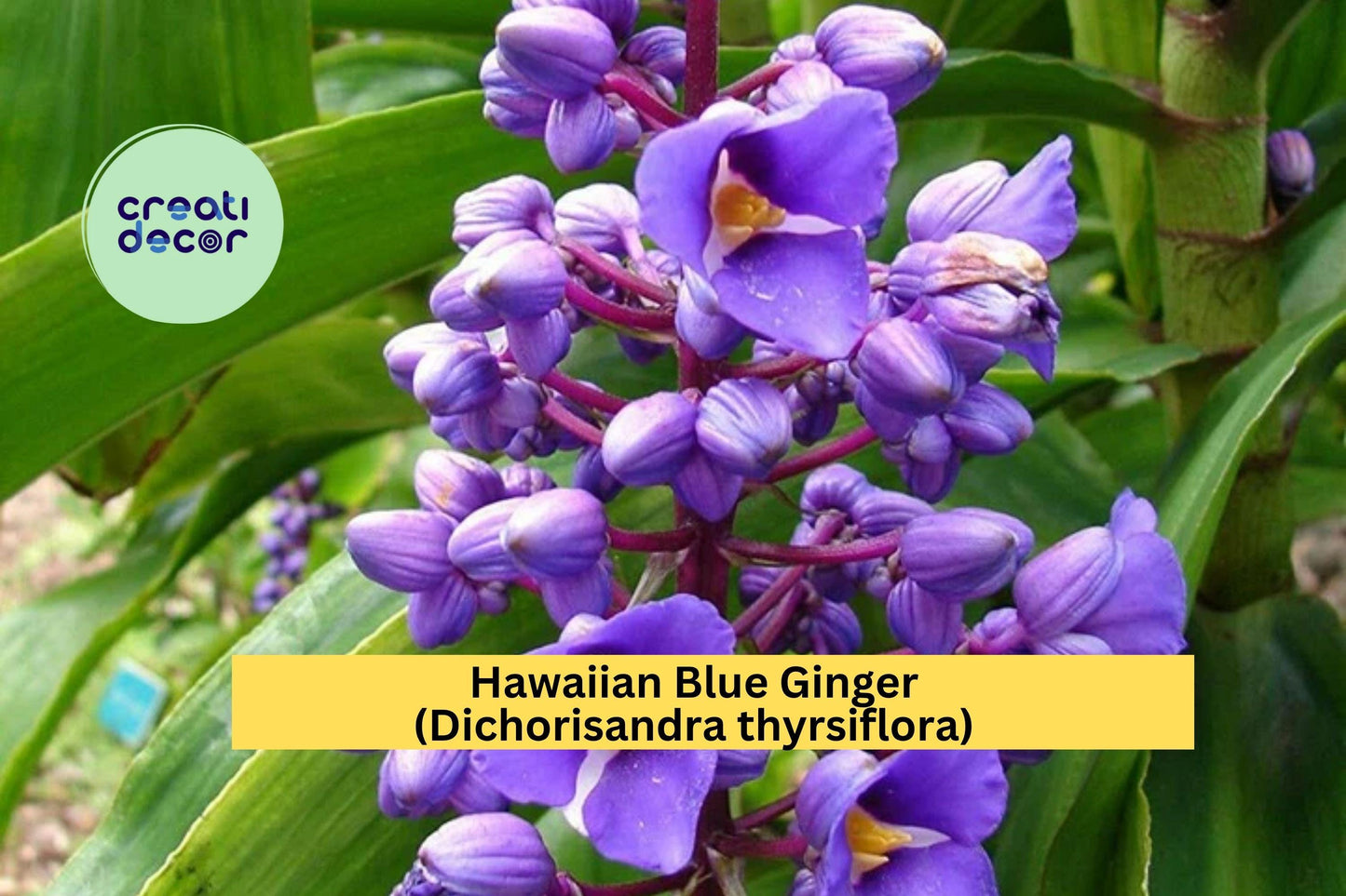 Hawaiian Blue Ginger (Dichorisandra thyrsiflora) – Live Rooted Starter Plant – Tropical Blue Flower for Garden or Patio