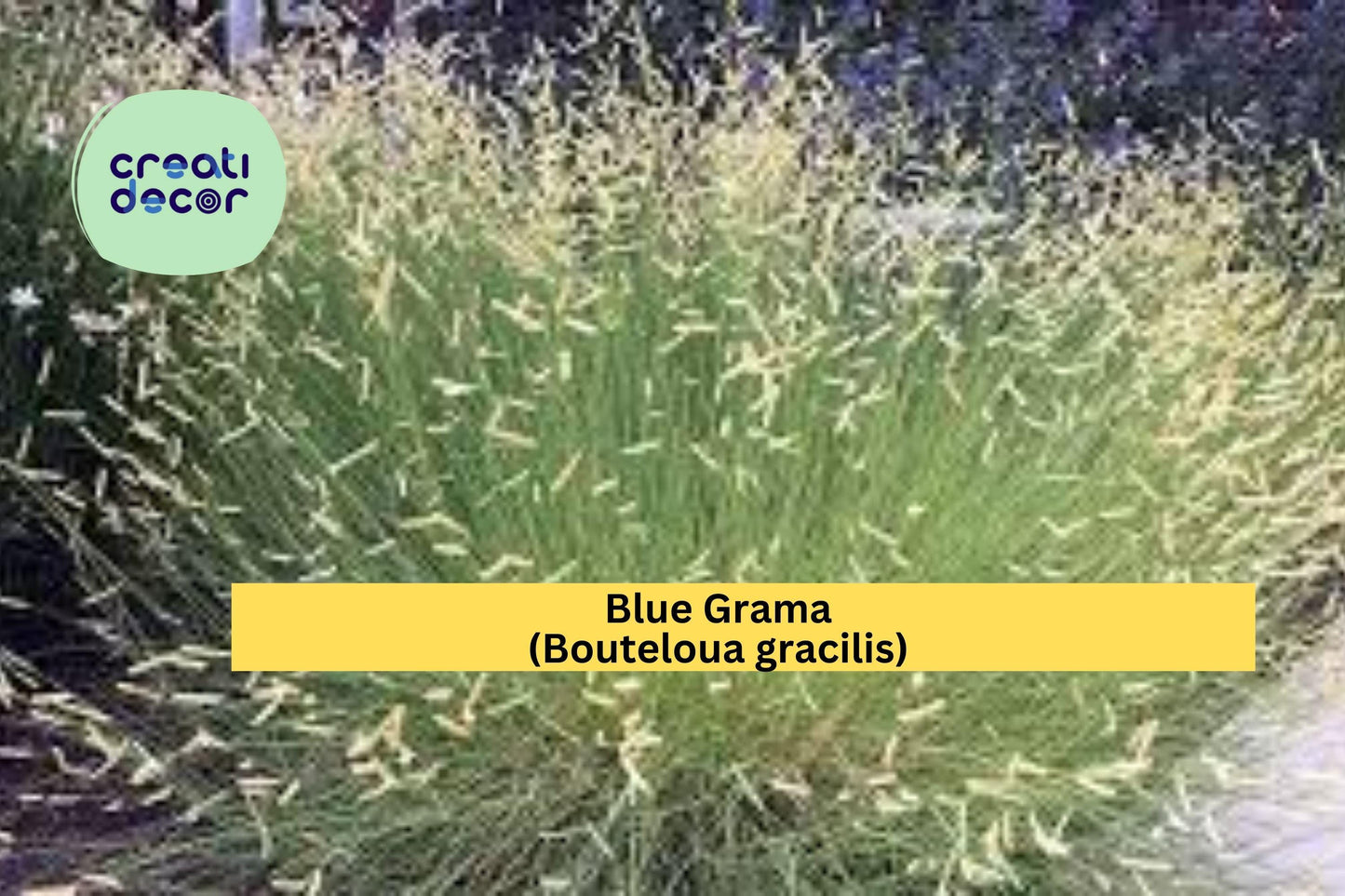 Blue Grama Grass Seeds (Bouteloua gracilis) – 100 Native Grass Seeds | Drought-Tolerant | Lawn Alternative | Pollinator Habitat