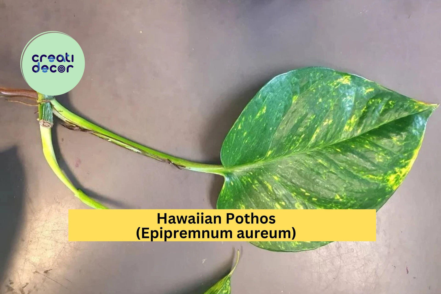 Hawaiian Pothos Leaf Cuttings (5 Pack) – Air Roots & Nodes – Easy to Propagate Indoor Vine, Epipremnum aureum
