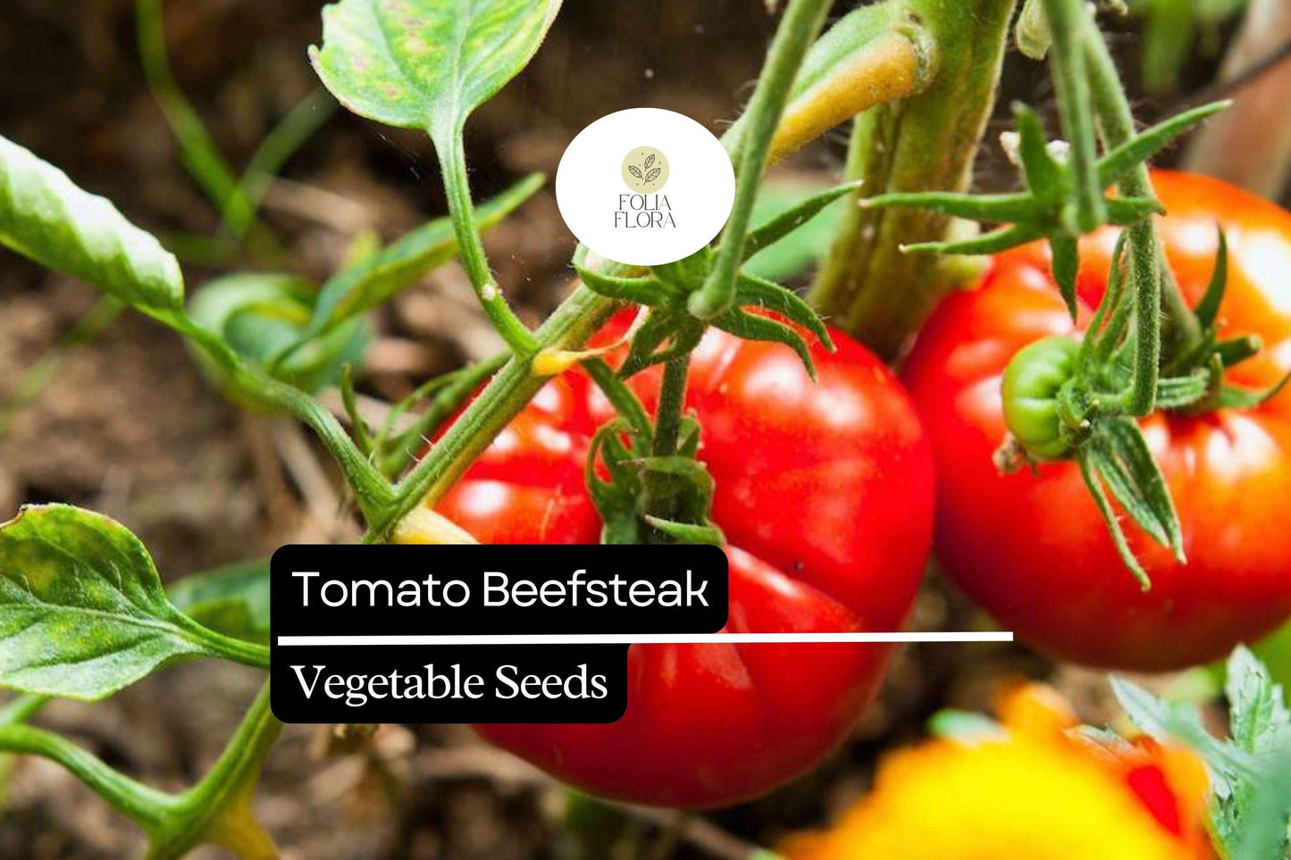 30 Beefsteak Tomato Seeds – Solanum lycopersicum – Large, Juicy & Meaty, Perfect for Slicing