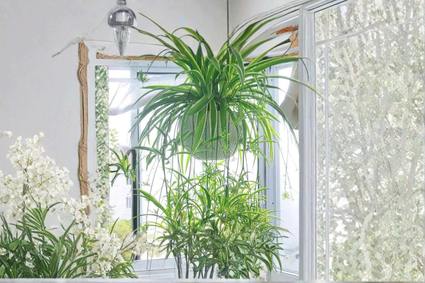 Reverse Variegated Spider Plant 2 Cuttings (Chlorophytum comosum) Unrooted