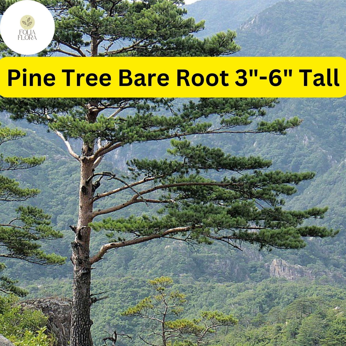 10 Pine Tree Seedlings 3"-6" Tall, Bare Root, Fast-Growing Wild Pines for Landscaping