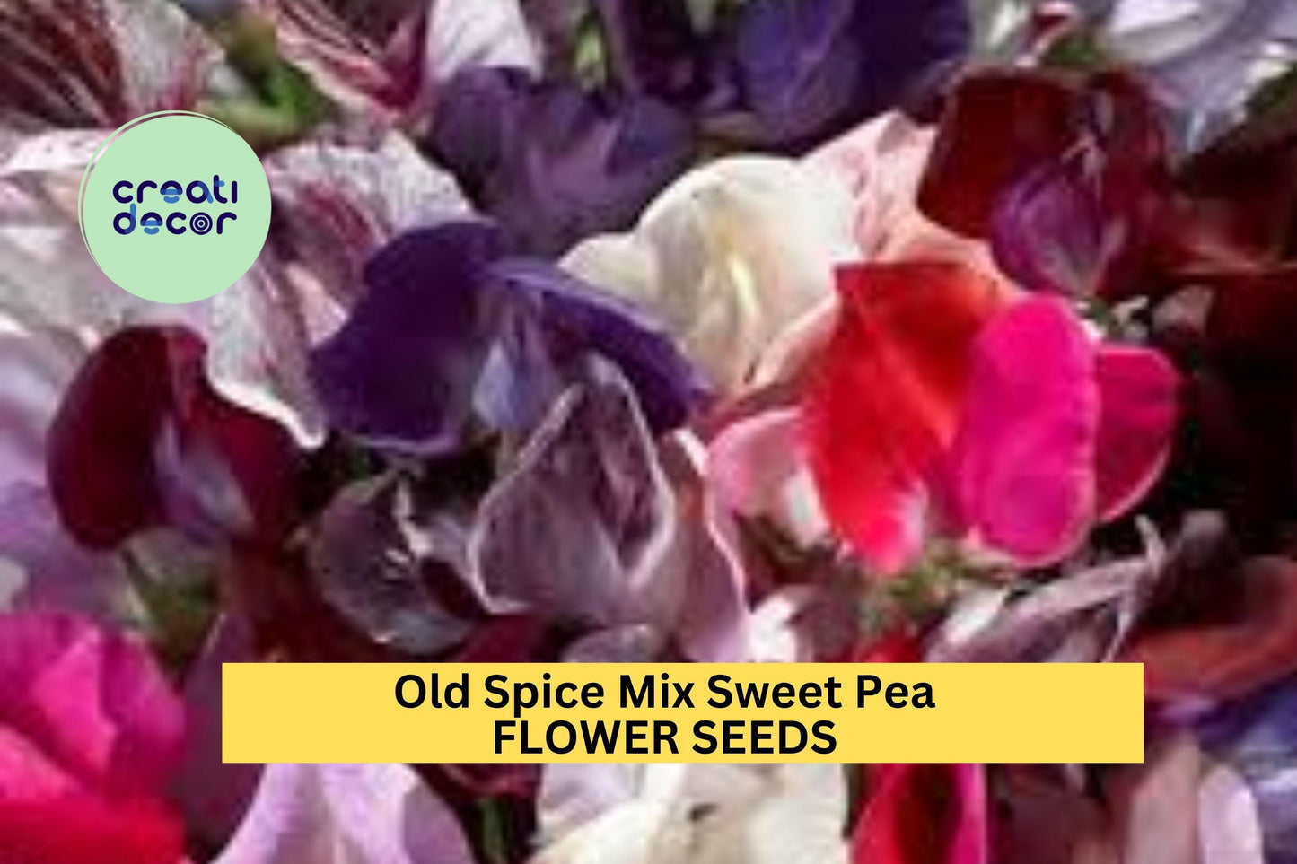 50+ Old Spice Mix Sweet Pea Seeds – Heirloom Fragrant Blooms in Mixed Colors for Garden Planting, Climbing Vines for Trellises – USA