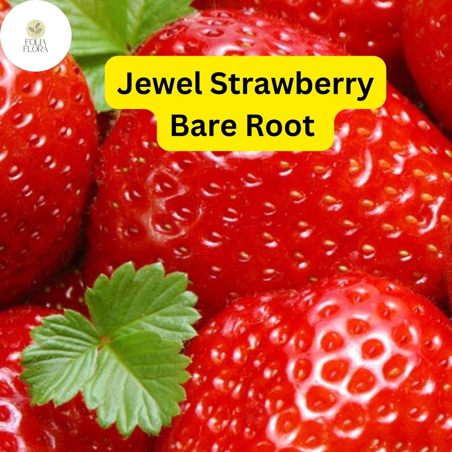 Jewel Strawberry - Fragaria x ananassa - Bare Root Strawberry Plants