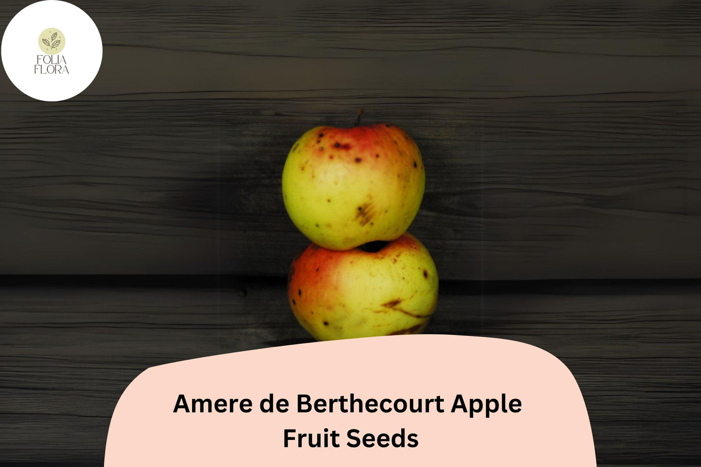 25+ Amere de Berthecourt Apple Seeds | French Heirloom | Cider Apple Variety | Malus domestica | Garden Fruit Tree Seeds