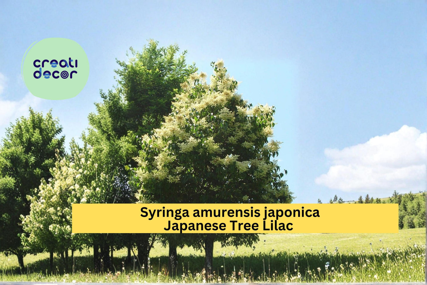Japanese Tree Lilac Seeds Syringa amurensis japonica 10 Count Hardy Fragrant White Flower Tree Seeds