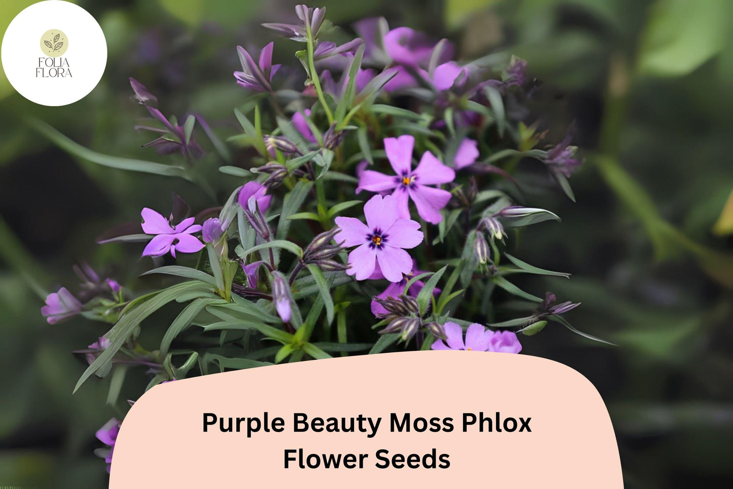 100+ Purple Beauty Moss Phlox Seeds for Garden Planting | Creeping Ground Cover | Phlox subulata | Perennial Flower Seeds
