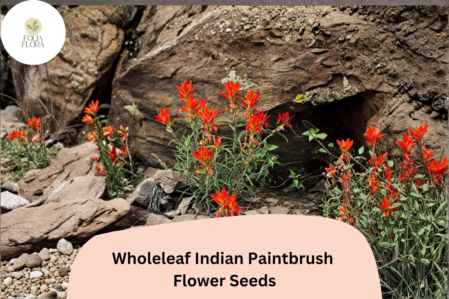 300 Castilleja integra Seeds | Wholeleaf Indian Paintbrush | Native Red Wildflower for Meadow & Pollinator Gardens