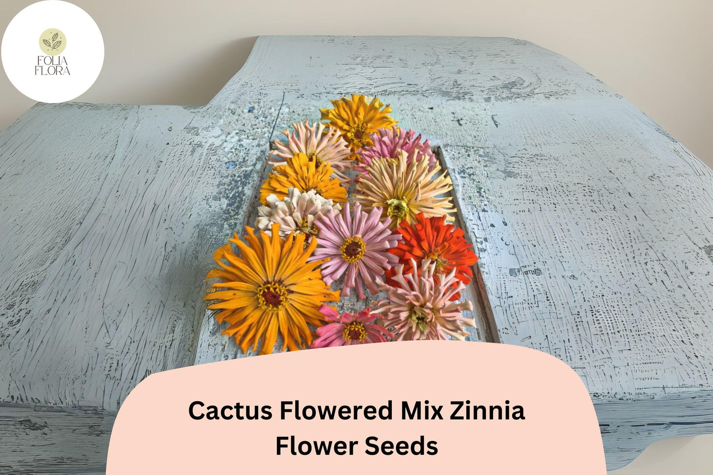 100+ Cactus Flowered Mix Zinnia Seeds – Spiky Petaled Blooms for Summer Gardens & Cut Flowers