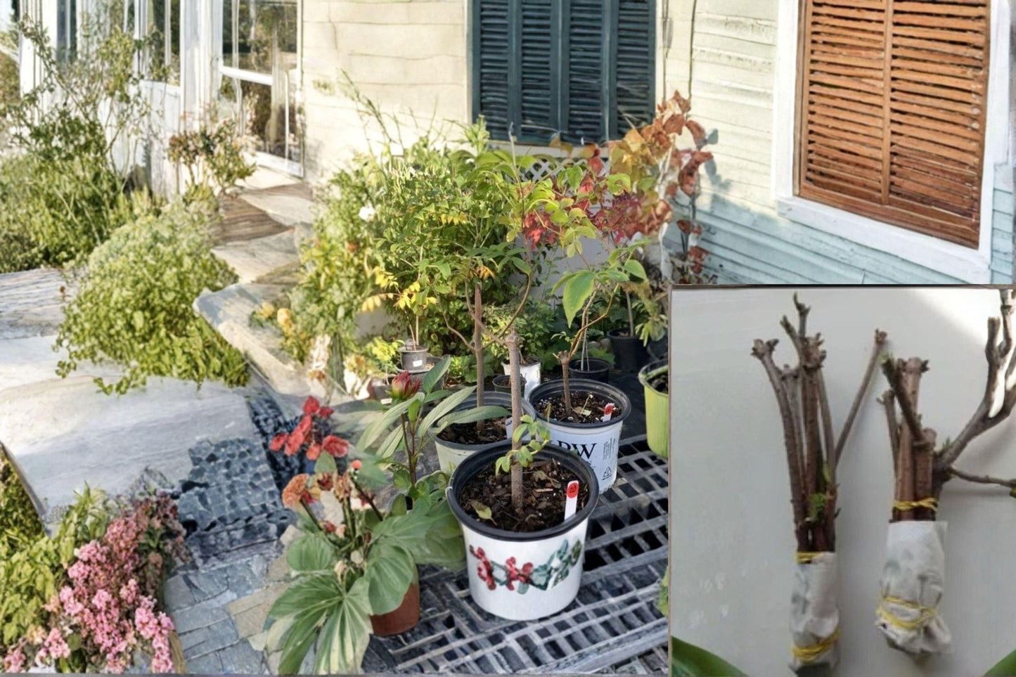Native Elderberry 12 Cuttings (Sambucus canadensis) Unrooted High Yield Shrub