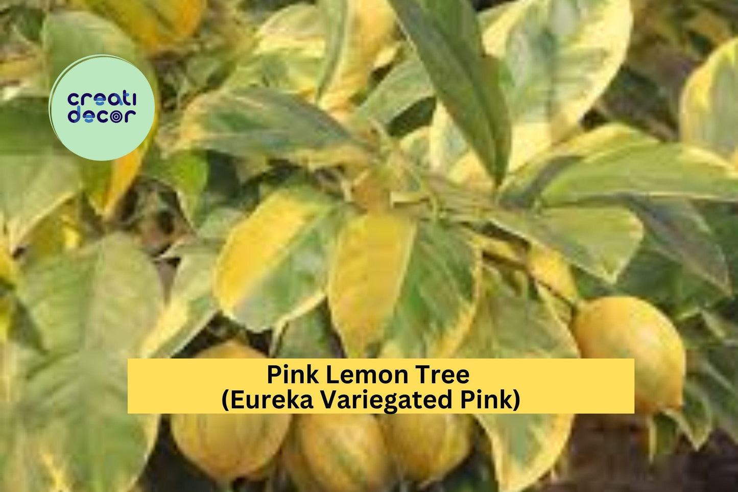Pink Lemon Tree | Variegated Eureka Citrus Live Plant | Patio or Garden Lemon Tree Starter with Green-Striped Fruit and Pink Flesh