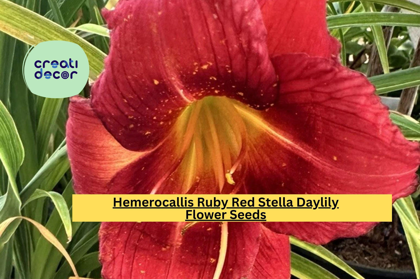 Hemerocallis Ruby Red Stella Daylily – 1 Live Bare Root Fan Plant, Hardy Perennial Flower, Bright Red Blooms for Garden Borders & Beds