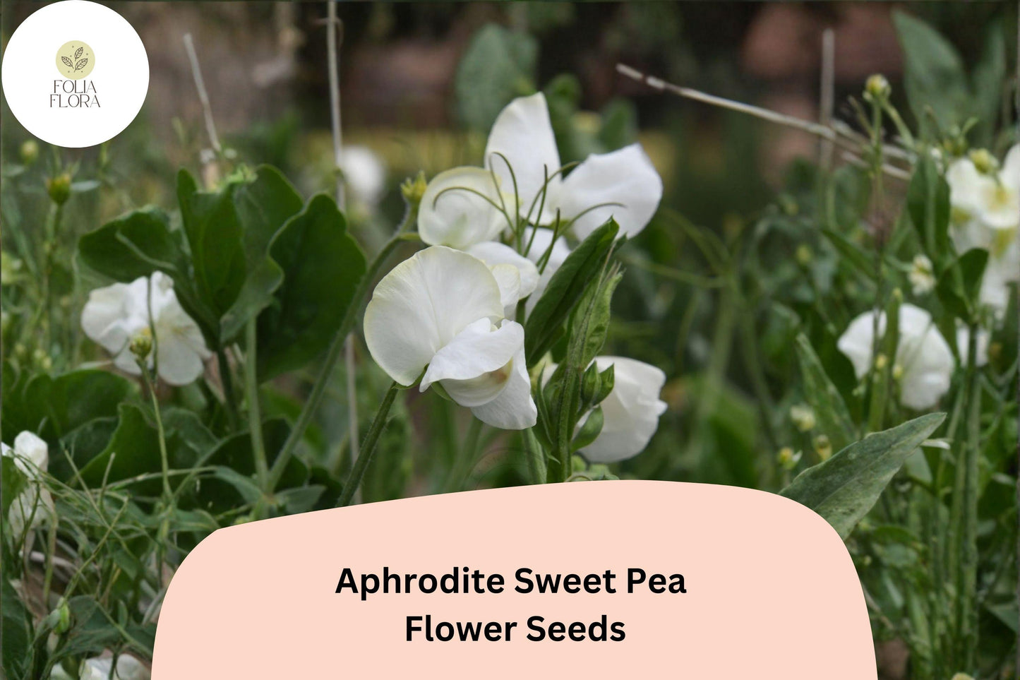 Aphrodite Sweet Pea Seeds – White Climbing Flower, 50+ Seeds