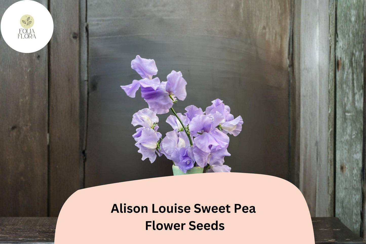 50+ Alison Louise Sweet Pea Seeds | Deep Purple Tall Climbing Cottage Garden Flowers