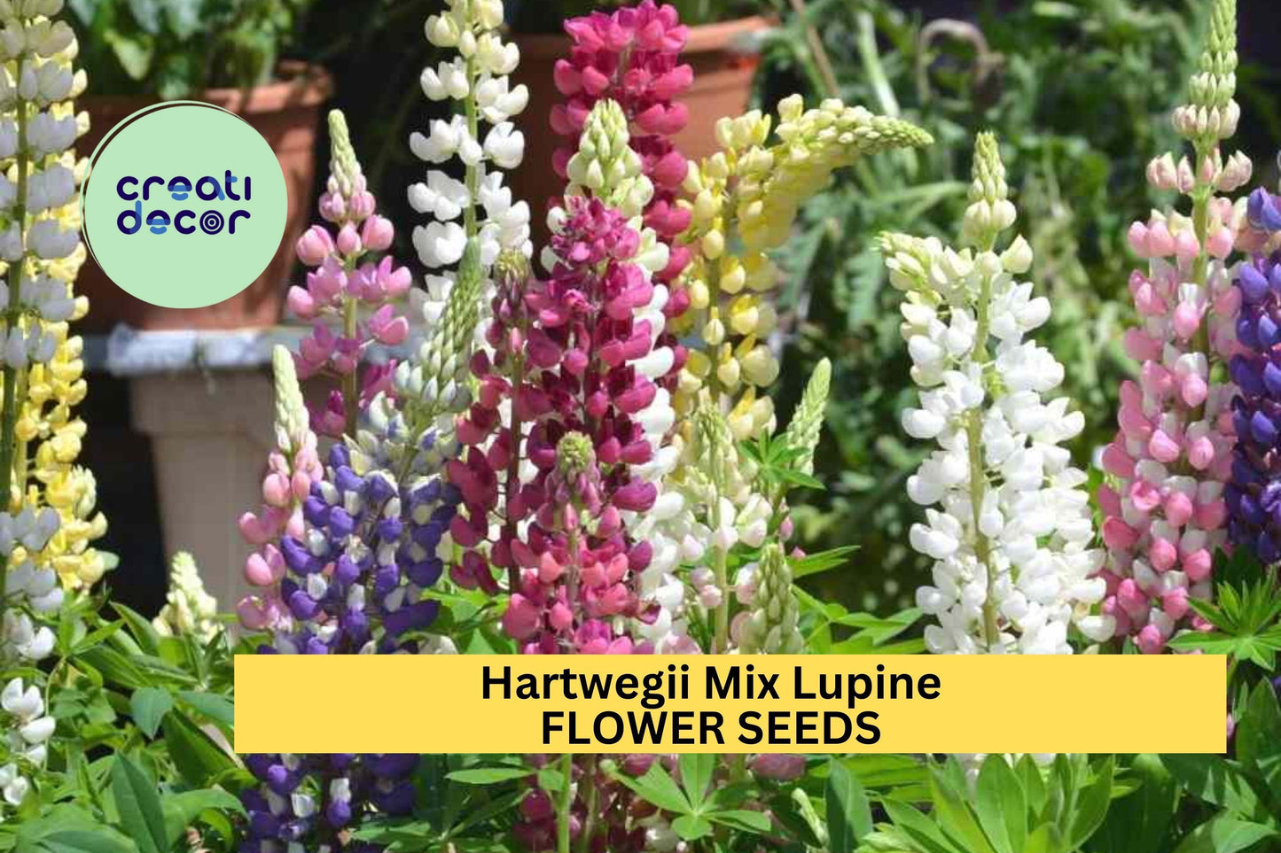 25+ Hartwegii Mix Lupine Seeds – Colorful Spiked Blooms for Garden Planting, Pollinator-Friendly Wildflower Mix – USA