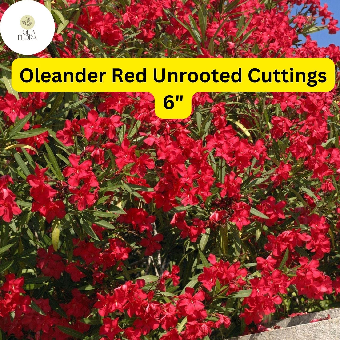 Oleander Red | 7 Live 6” Unrooted Cuttings | Flowering Shrub | Drought-Tolerant, Fast-Growing, Evergreen, Ornamental Hedge Plant