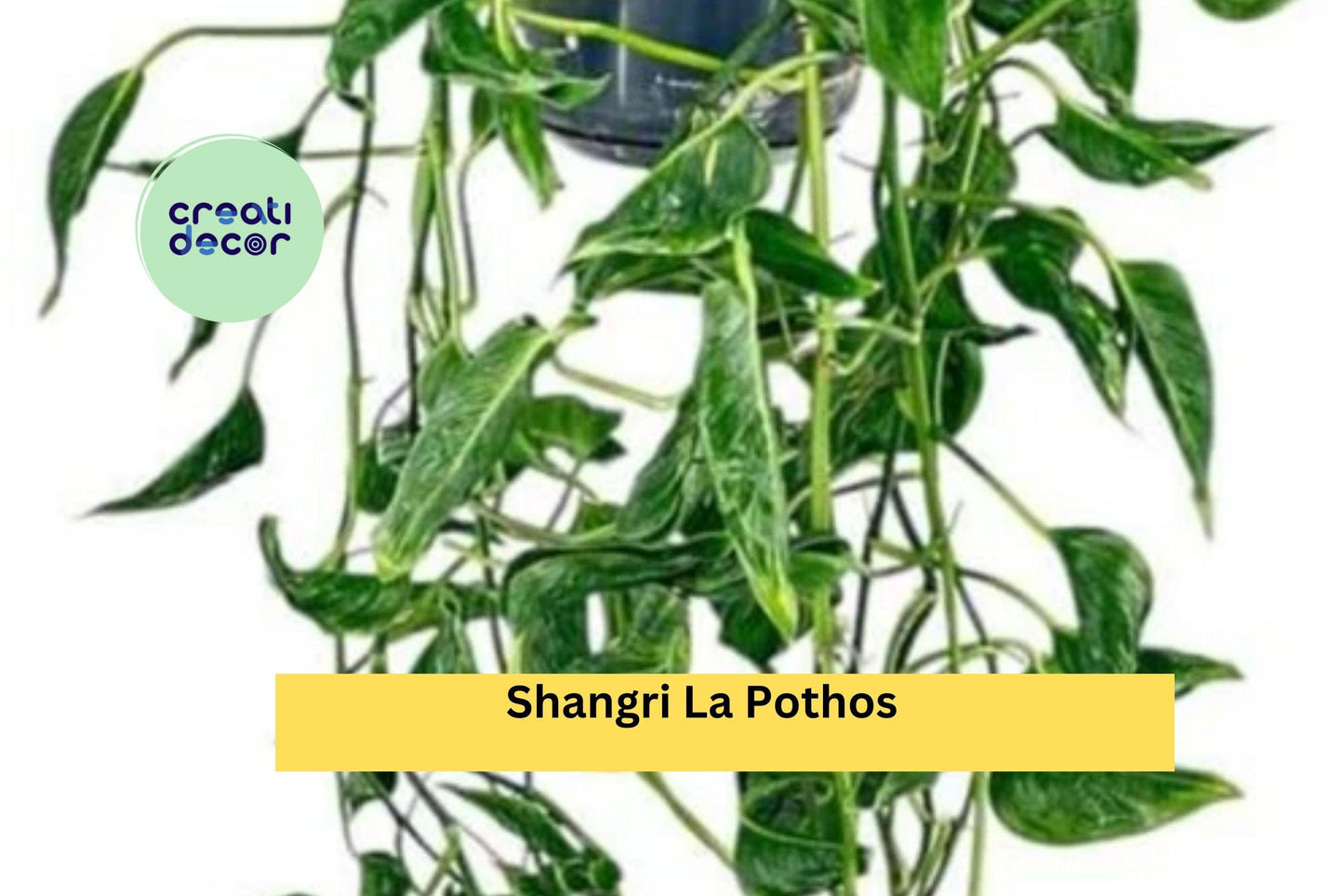 Shangri La Pothos – 3 Fresh Unrooted Cuttings Epipremnum, Rare Twisted Leaf Houseplant Starter for Indoor Pots or Hanging Baskets