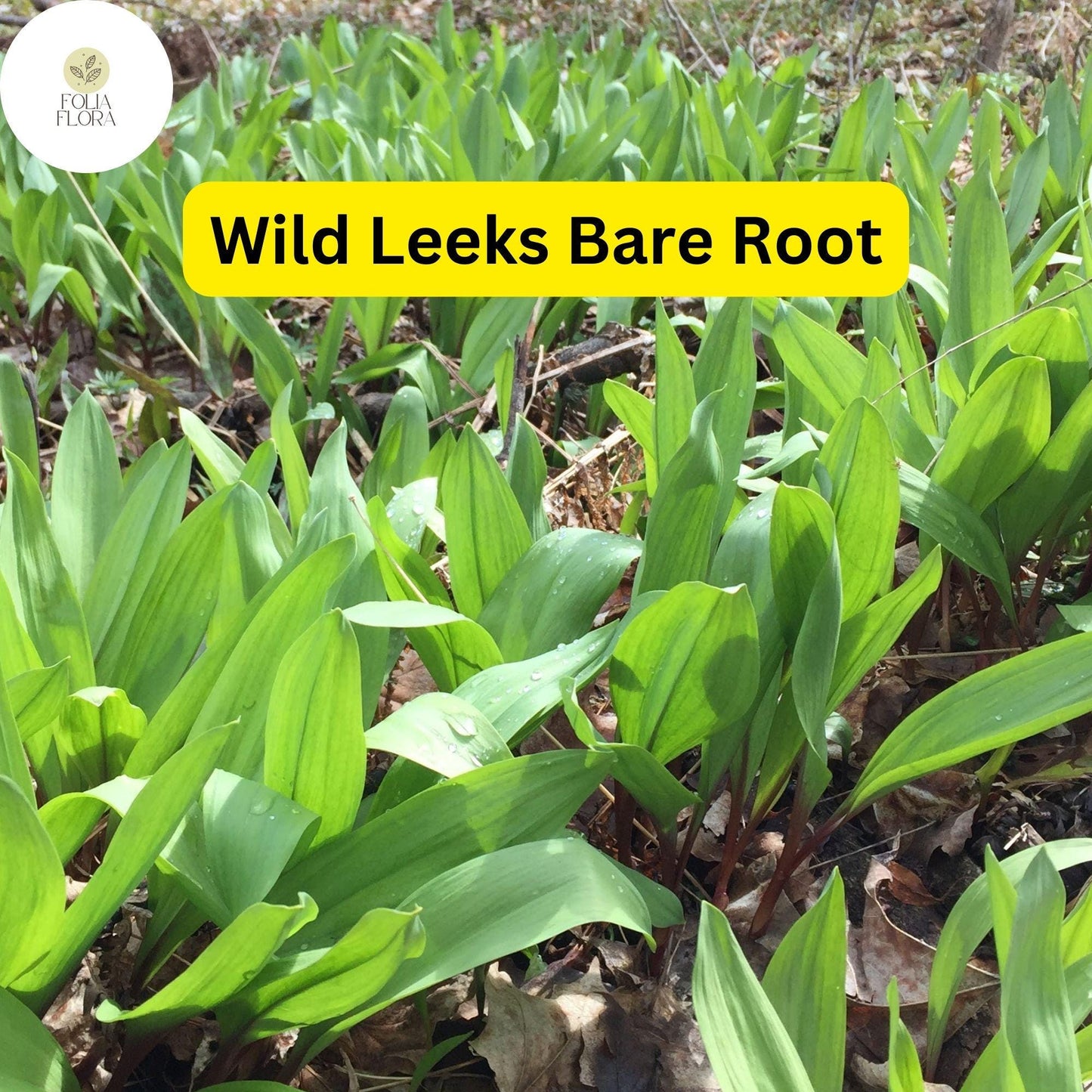 10 Ramps Wild Leeks Bulbs (Allium tricoccum), Organic Bare Root Plants for Planting