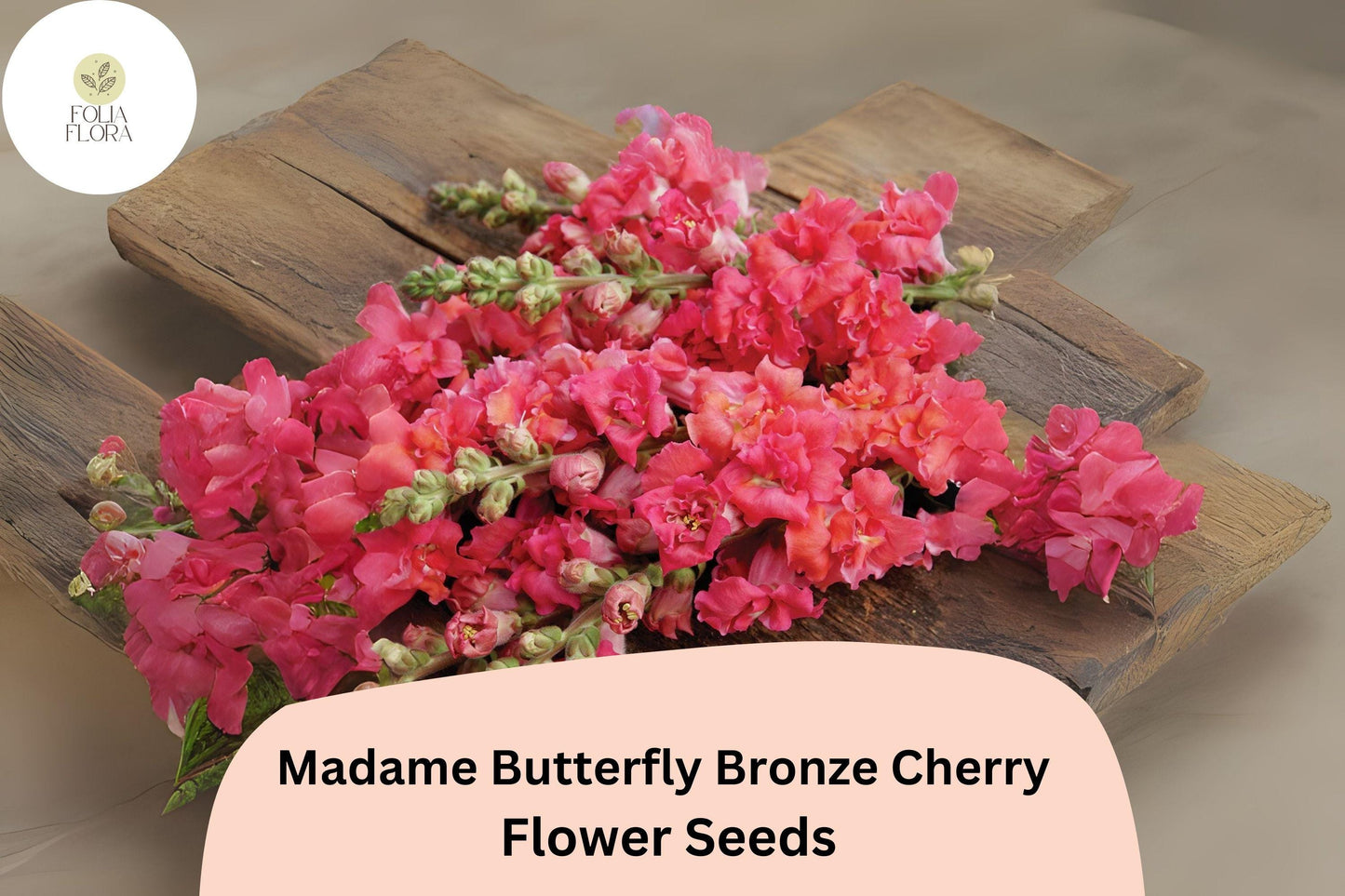 Antirrhinum majus Madame Butterfly Bronze Cherry Snapdragon Seeds – 1000+ Ruffled Blooms for Garden & Cut Flowers