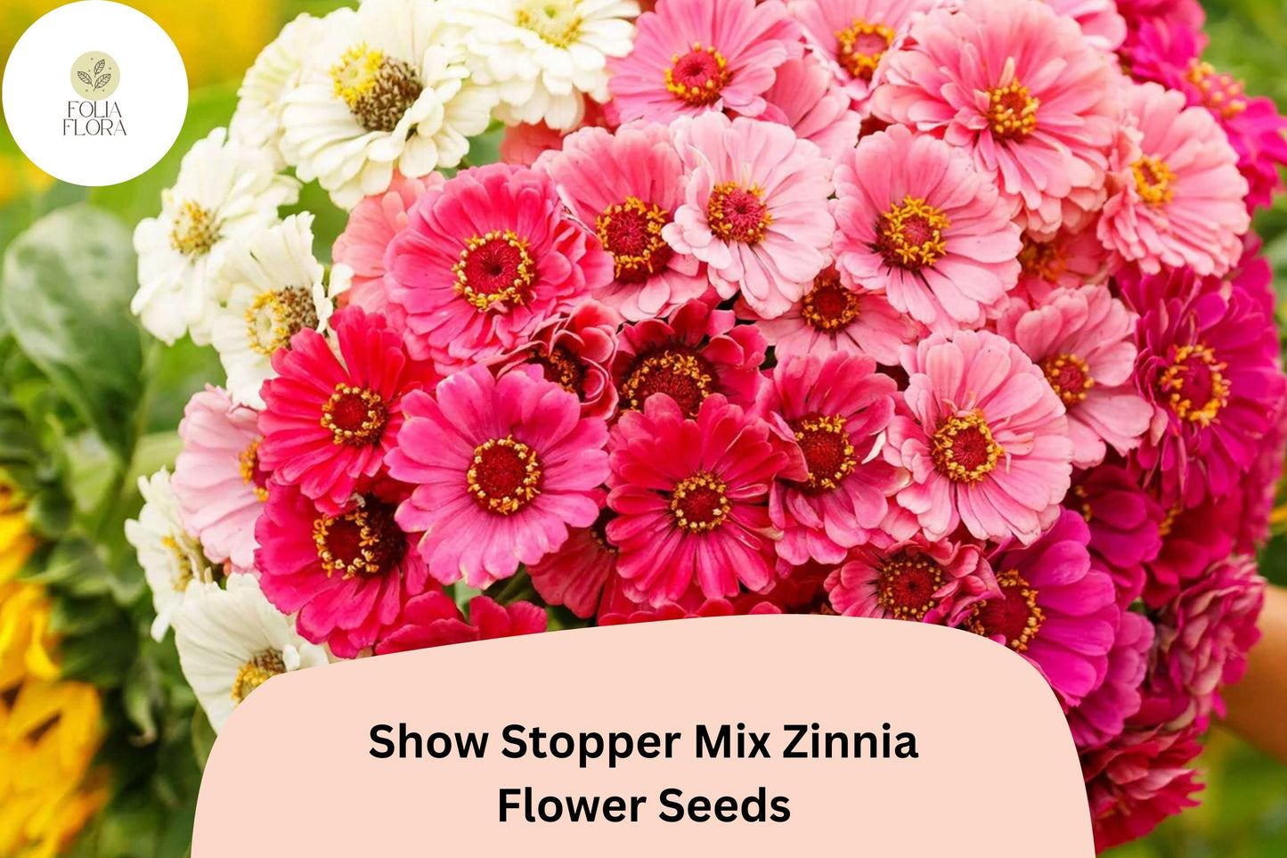 100+ Show Stopper Mix Zinnia Seeds – Vibrant Mixed Colors for Garden Planting, Borders & Cut Flowers
