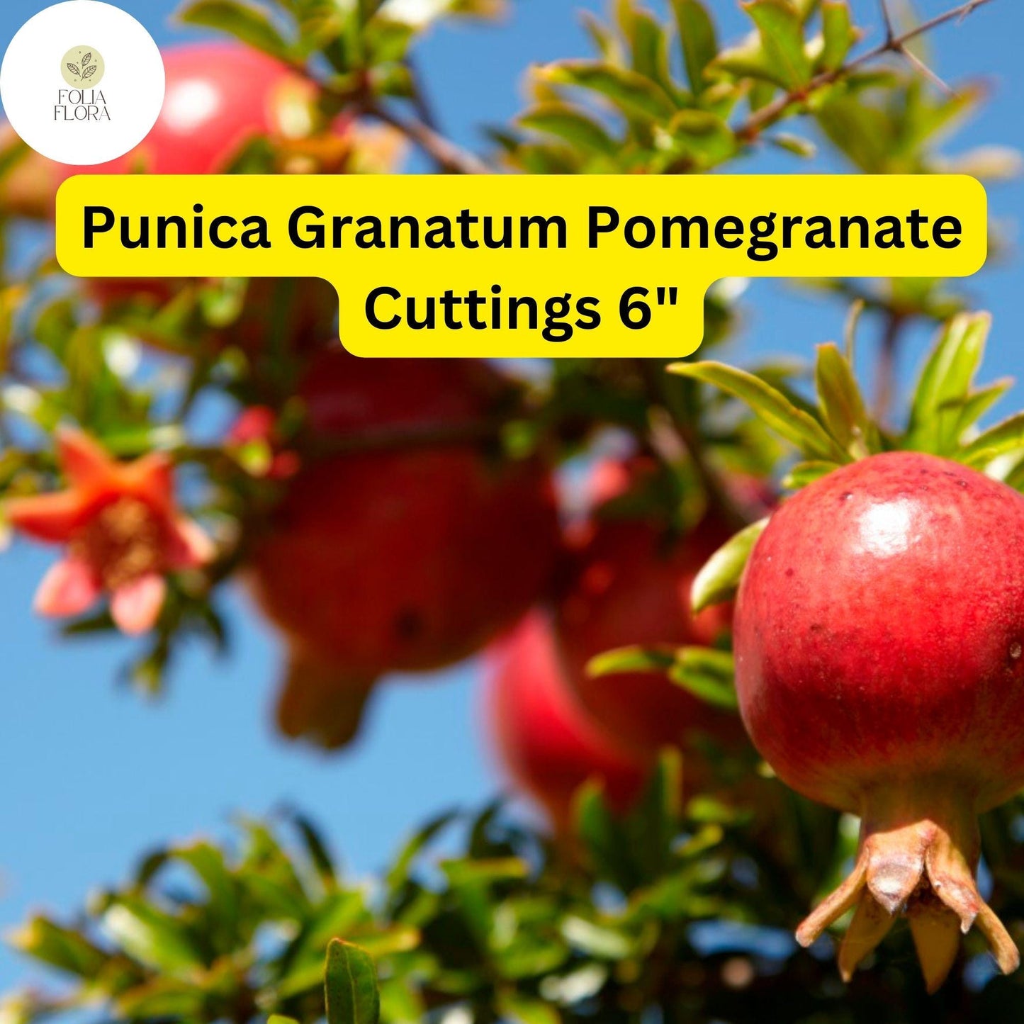 Punica Granatum Pomegranate | 7 Live 6” Fruit Tree Cuttings | Fast-Growing, Hardy, Sweet Red Fruits, Drought-Tolerant, Easy-Care