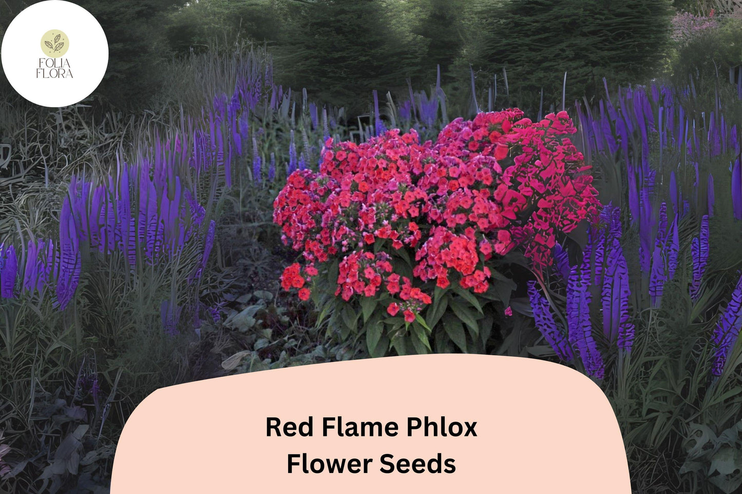100+ Red Flame Phlox Seeds – Tall Perennial Garden Flower Seeds, Phlox paniculata