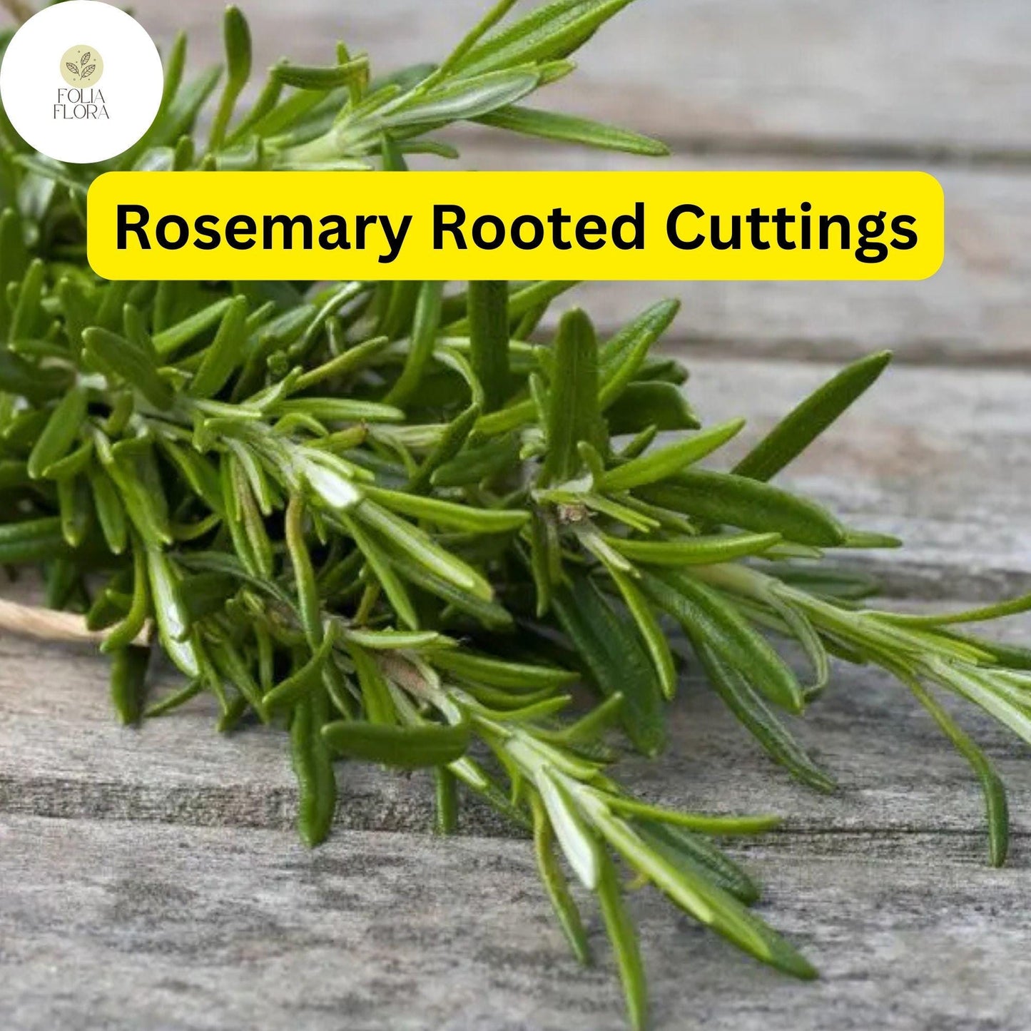 Lot of 2 Rosemary Cuttings - Live Plants, 5-8” Rooted Bare Root