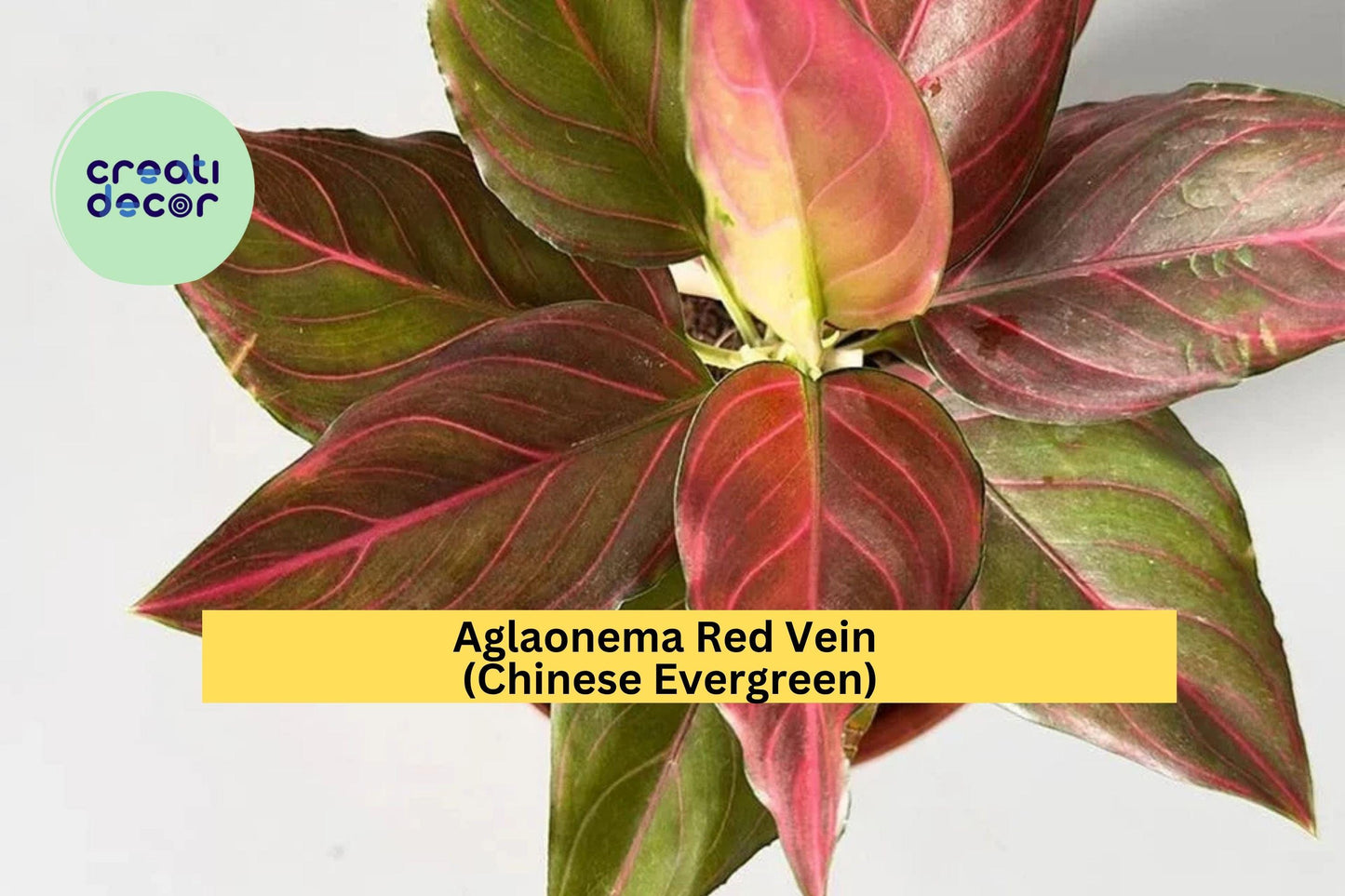 Aglaonema Red Vein – Live Rooted Starter Plant – Colorful Chinese Evergreen Houseplant – Easy Care Indoor Tropical Plant