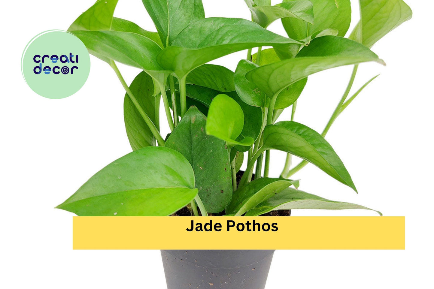 Jade Pothos Cuttings | 10 Leaf & Node Segments with Air Roots | Easy Indoor Trailing Houseplant Starter