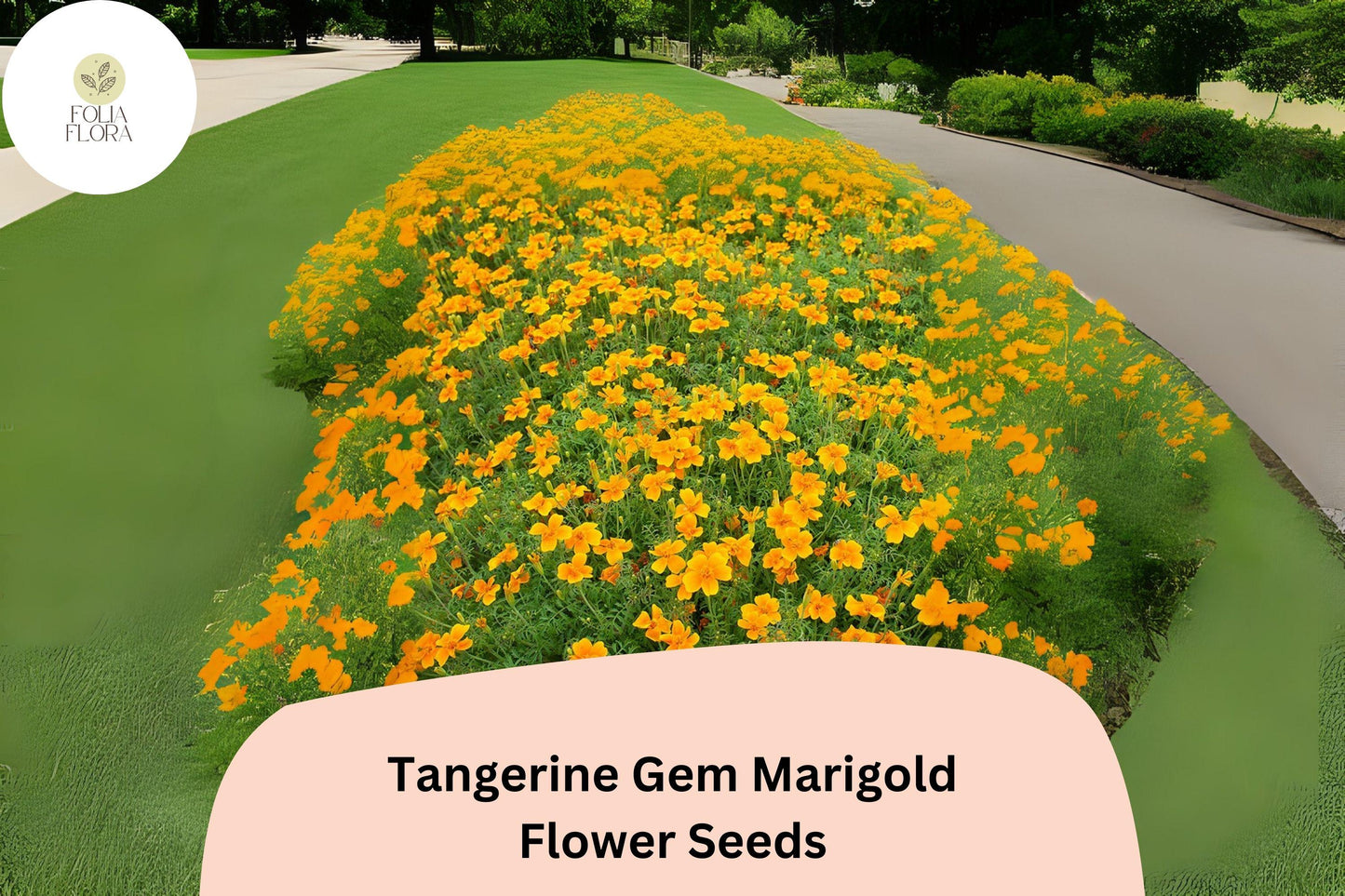 25+ Tangerine Gem Marigold Seeds | Tagetes tenuifolia | Citrus-Scented Edging Flowers | Bright Orange Blooms for Garden Planting