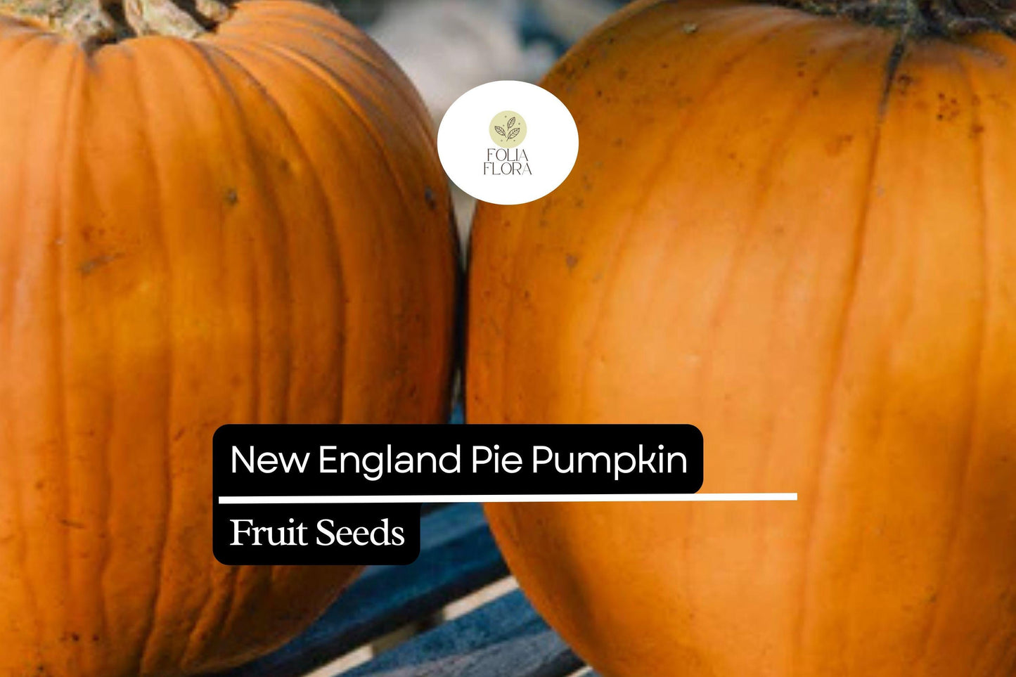 15 Seeds New England Pie Pumpkin (Cucurbita pepo) – Ideal for Baking and Fall Harvest