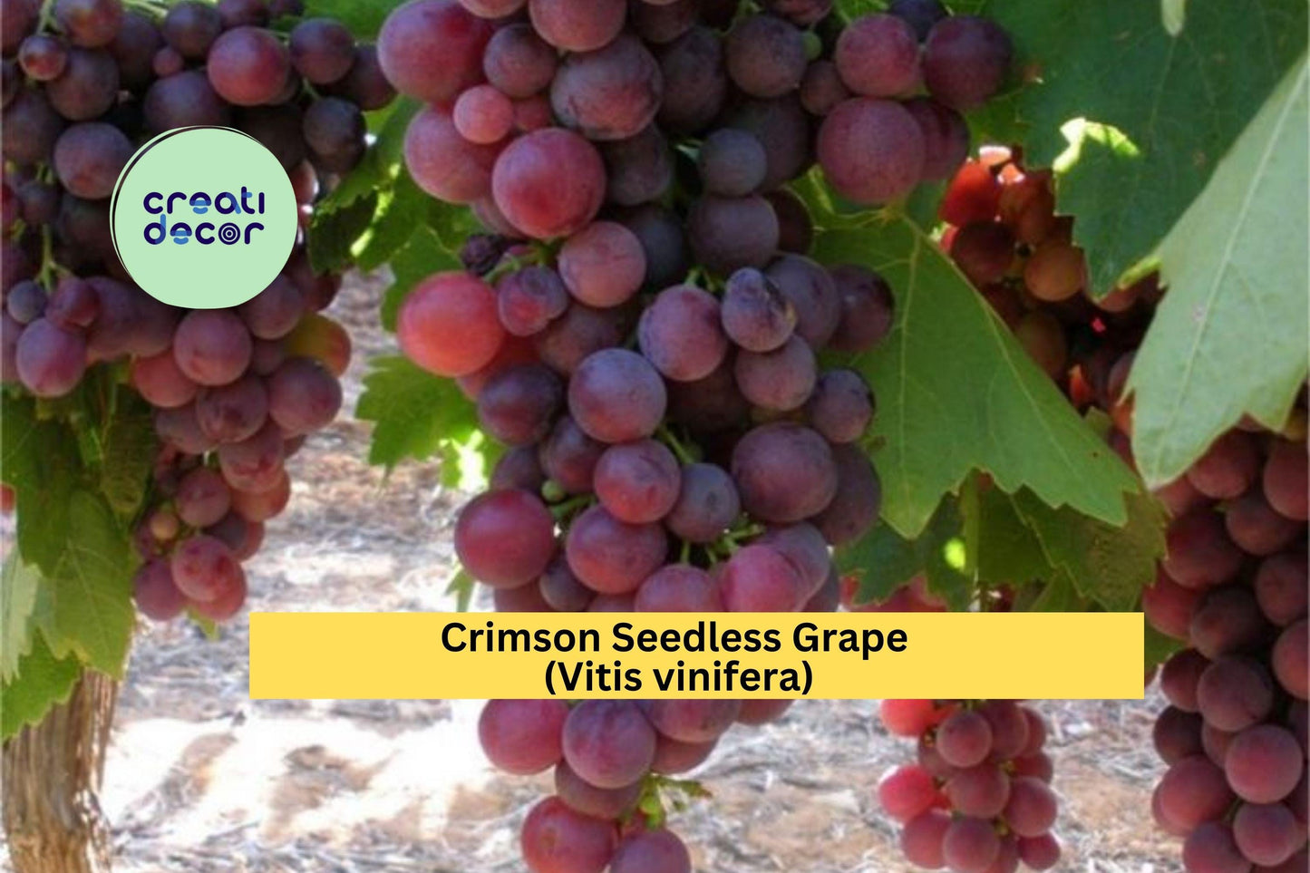 Crimson Seedless Grape Vine | 4 Large Cuttings | Red Table Grape Variety for Rooting and Home Vineyard Growing