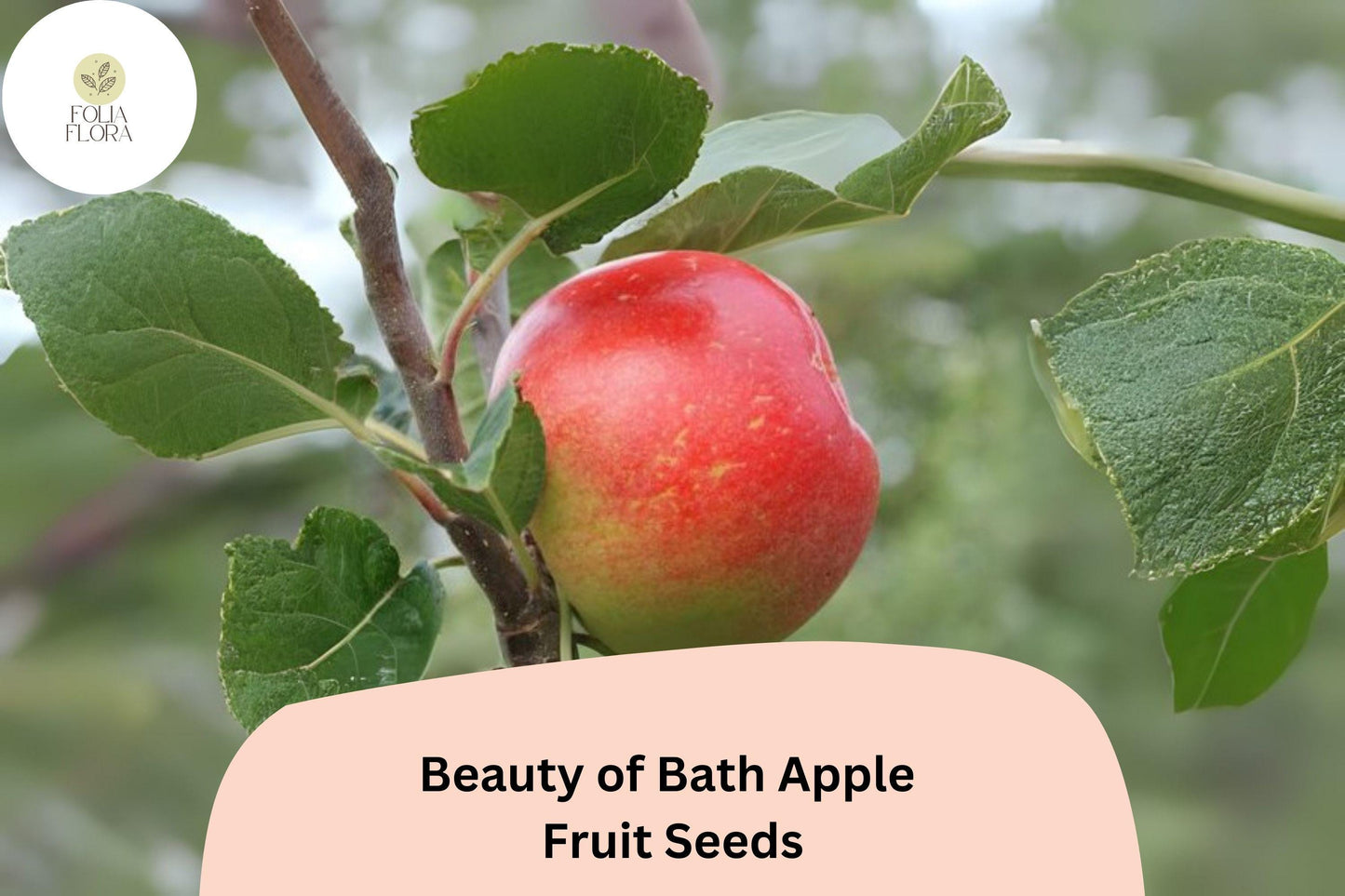 25+ Beauty of Bath Apple Seeds for Planting | Early Heirloom Apple Tree | Sweet Juicy Fruit | Rare Garden Orchard Seeds