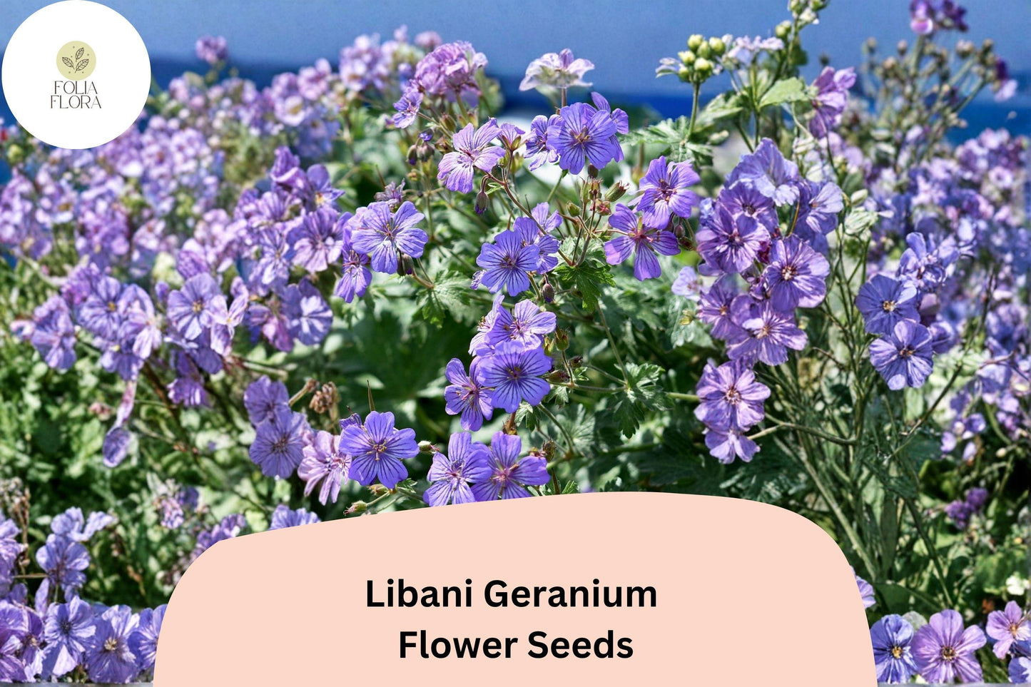 25+ Libani Geranium Seeds for Garden Planting – Purple Flowers, Hardy Perennial