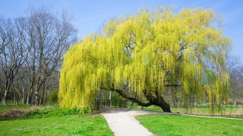 5 Gold Weeping Willow Tree Cuttings | Salix babylonica | Unrooted Stems for Bonsai, Landscape, Shade Tree, or Water Garden Feature