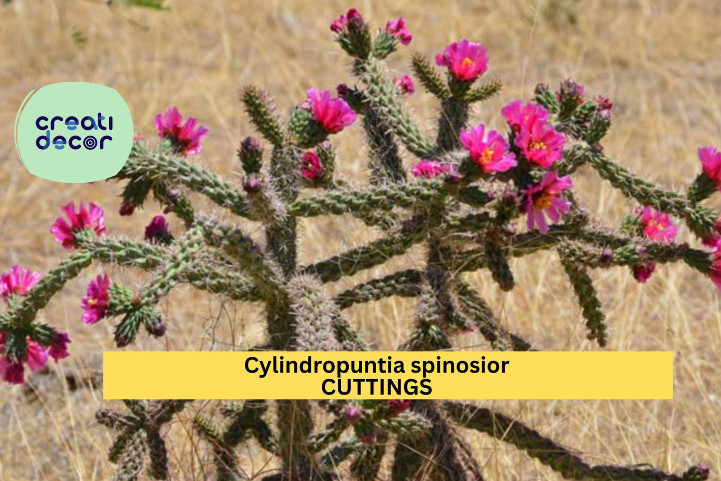 Cylindropuntia spinosior Cutting | Cane Cholla Cactus Segment | Cold Hardy Desert Plant | 1 Live Unrooted Cactus Starter