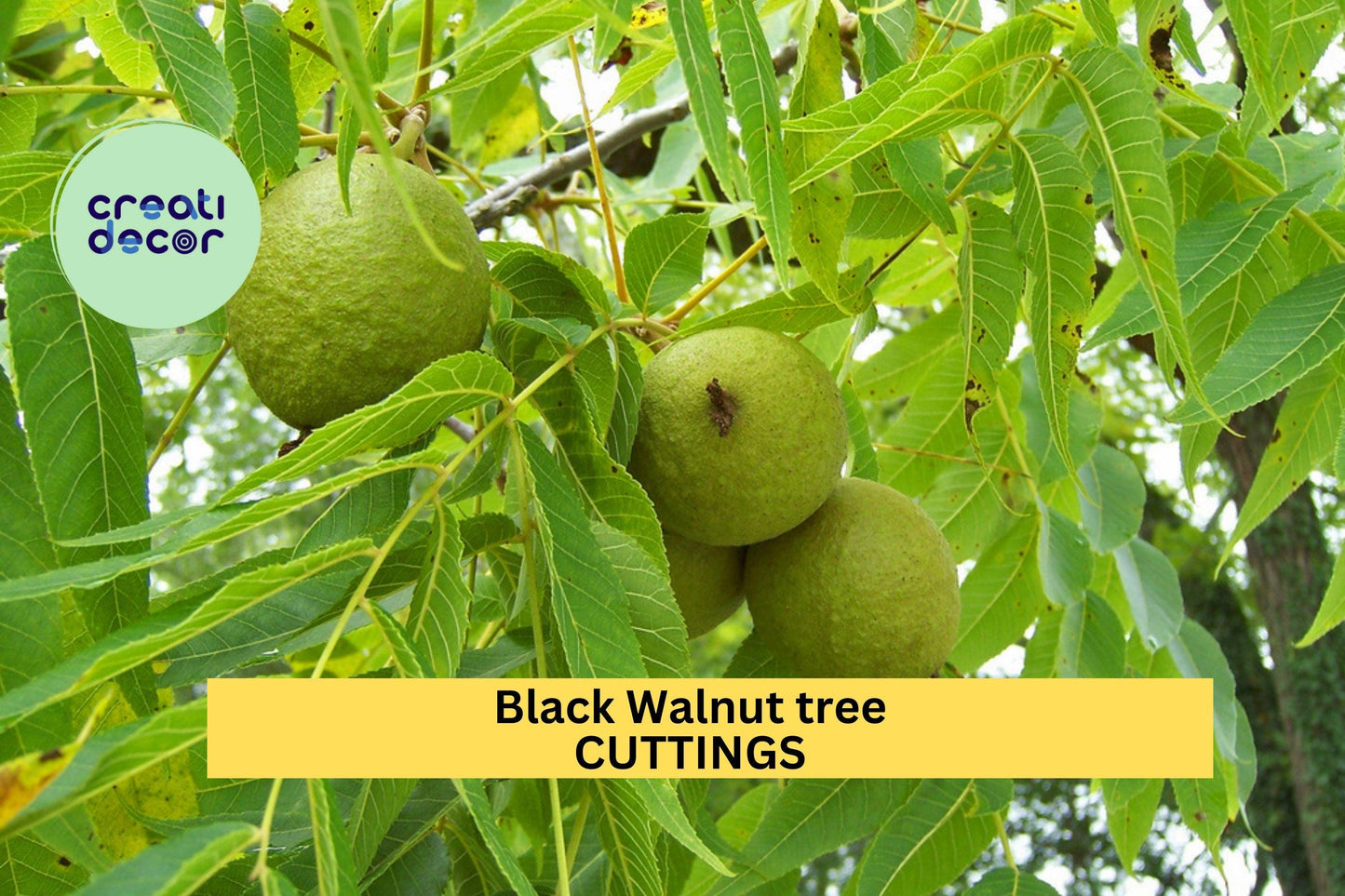 30x Black Walnut Tree Cuttings | Juglans Nigra Hardwood Cuttings for Propagation | Nut Tree Starter for Food Forest or Backyard
