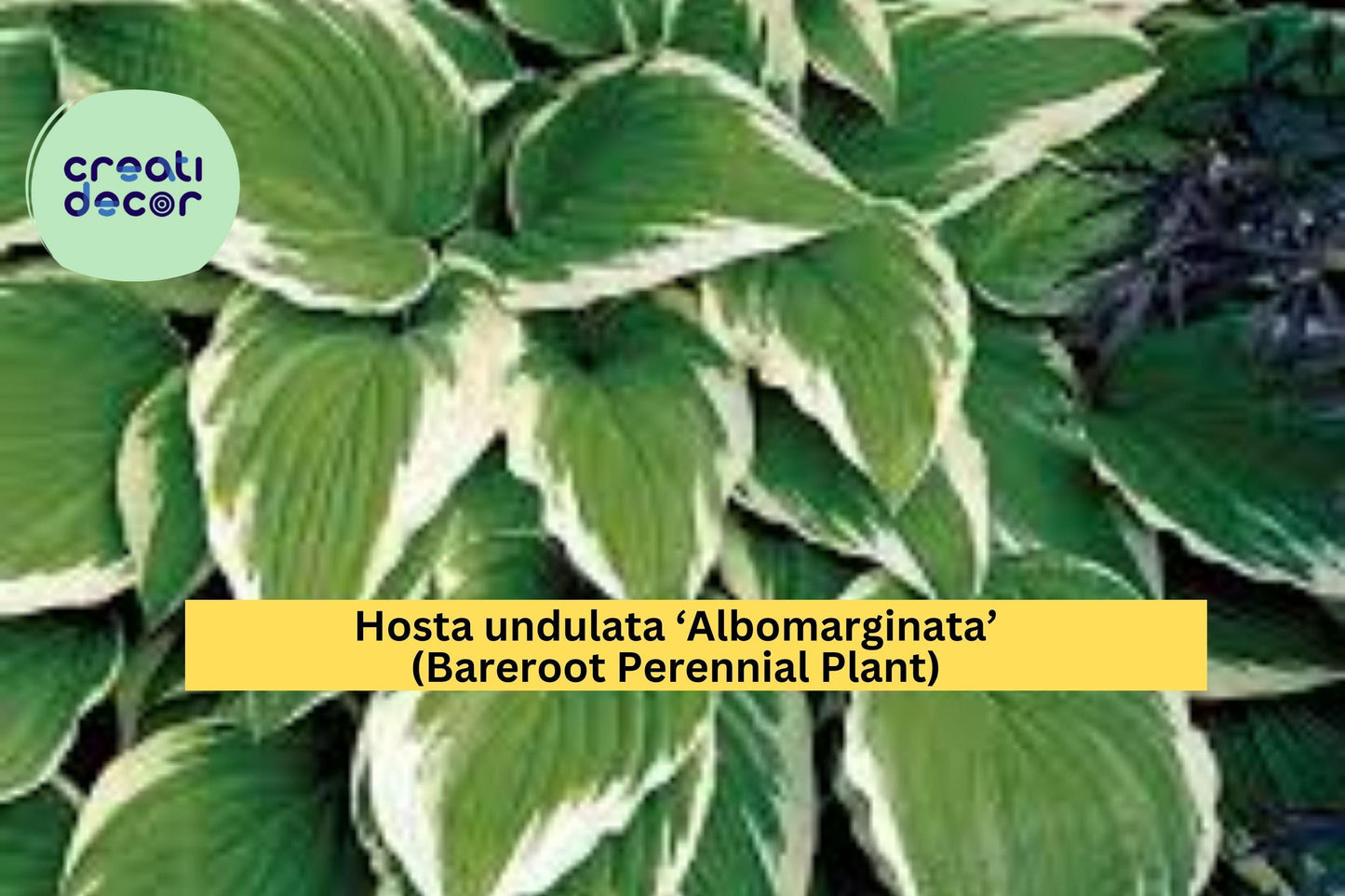 Hosta undulata ‘Albomarginata’ – Bareroot Plant – Variegated Shade Perennial with Green and White Leaves for Spring Gardens